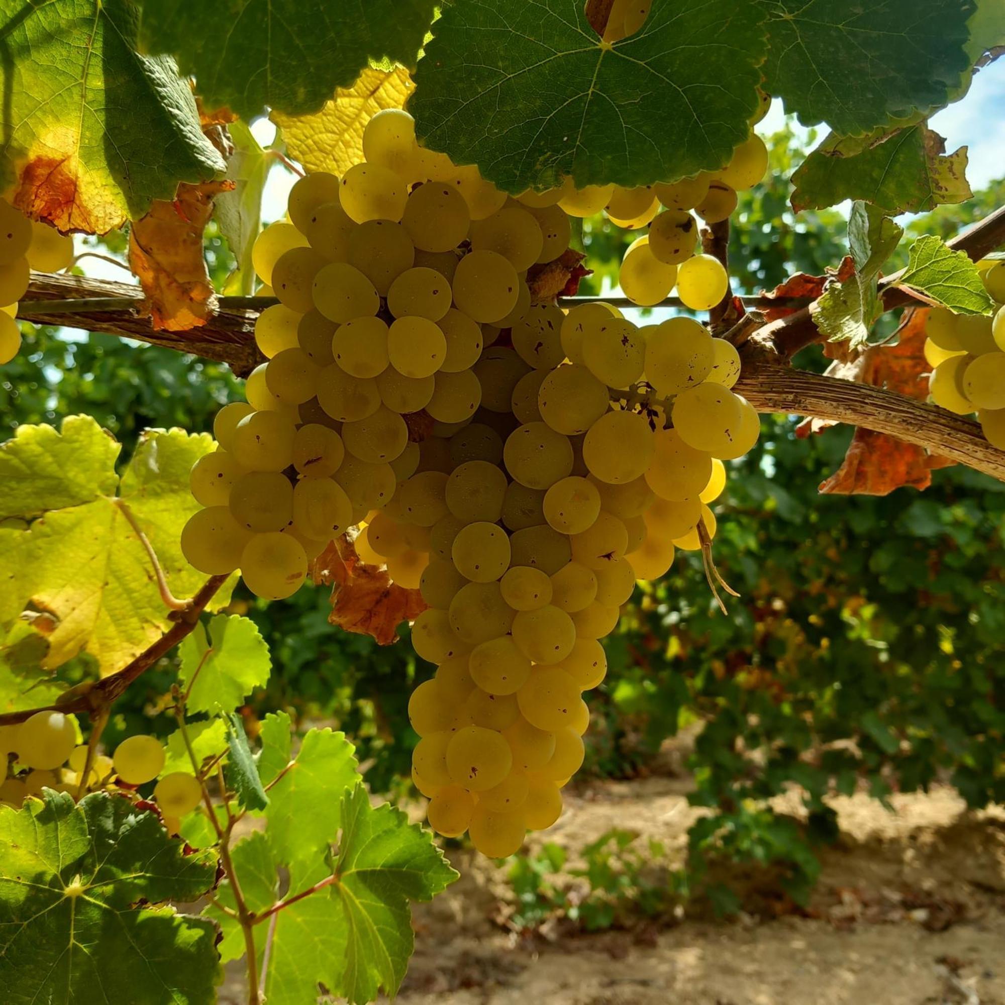 Agriturismo Il Melograno Riola Sardo Buitenkant foto