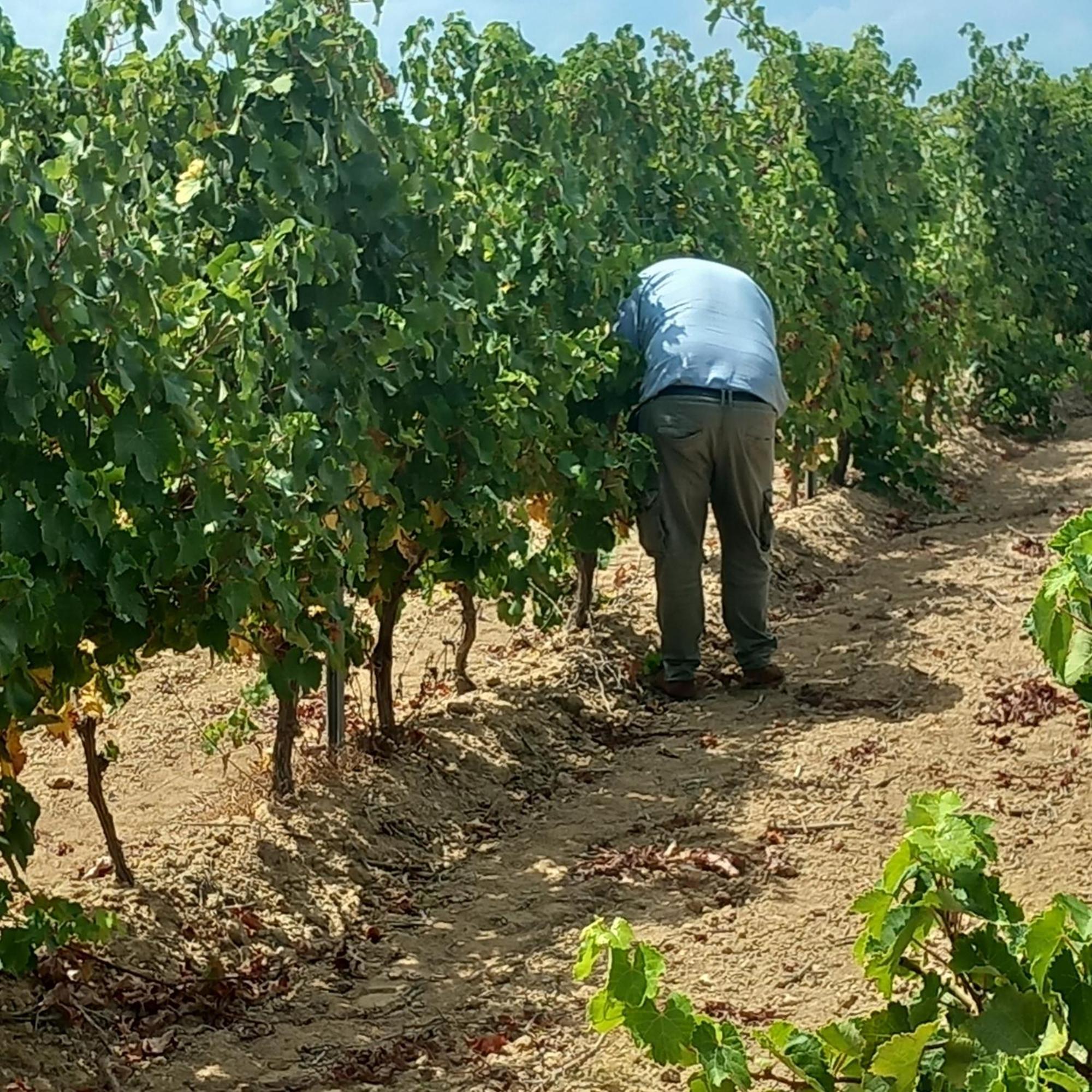 Agriturismo Il Melograno Riola Sardo Buitenkant foto