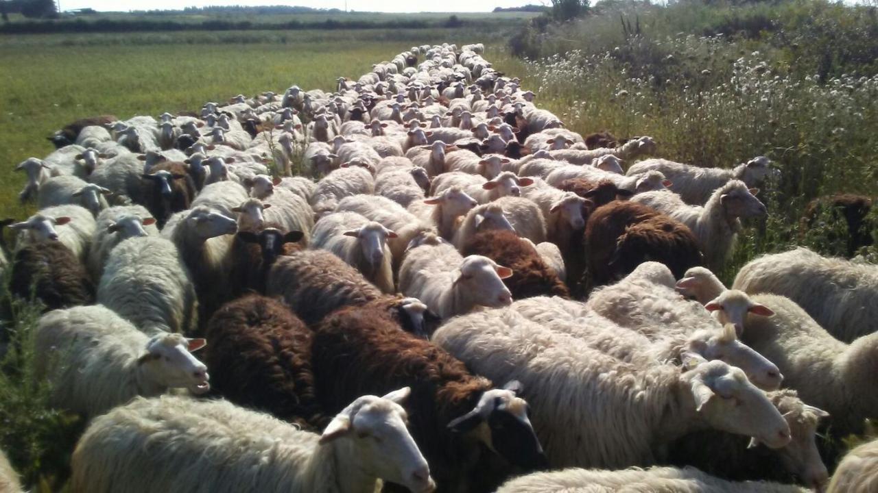 Agriturismo Il Melograno Riola Sardo Buitenkant foto